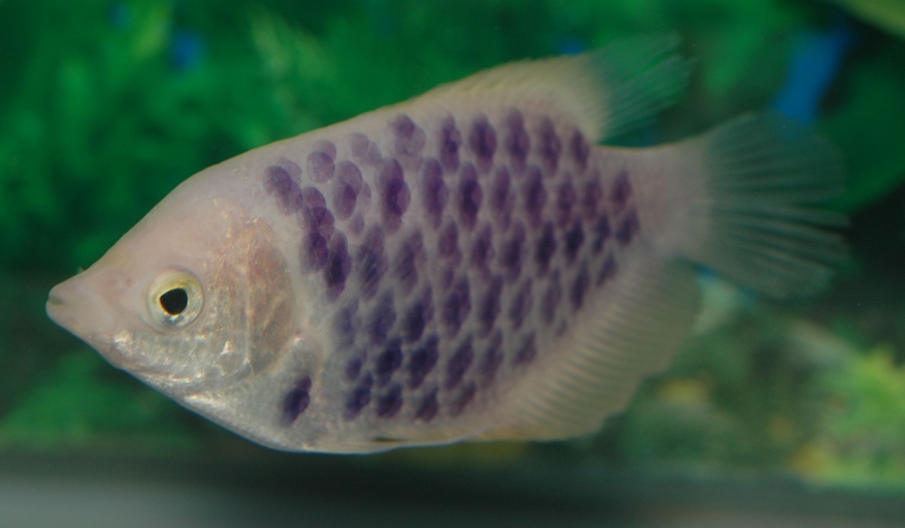 Helostoma temminckii