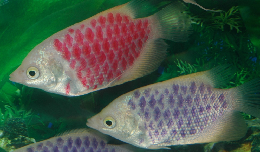 Helostoma temminckii