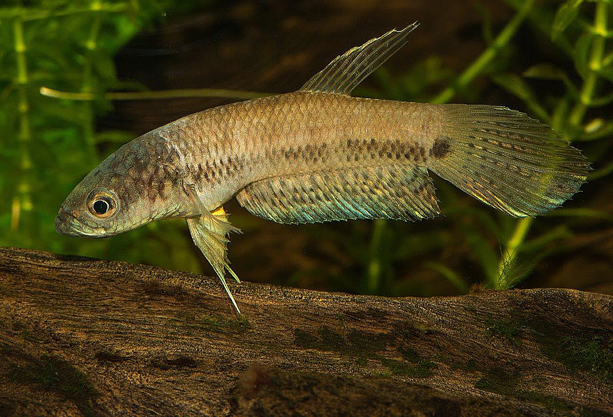 Betta sp. 'antuta'