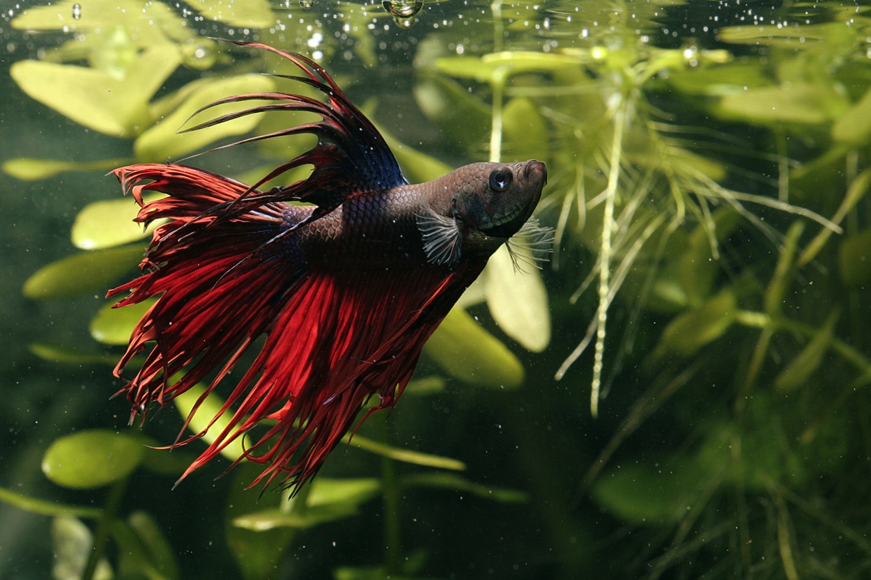 Betta splendens