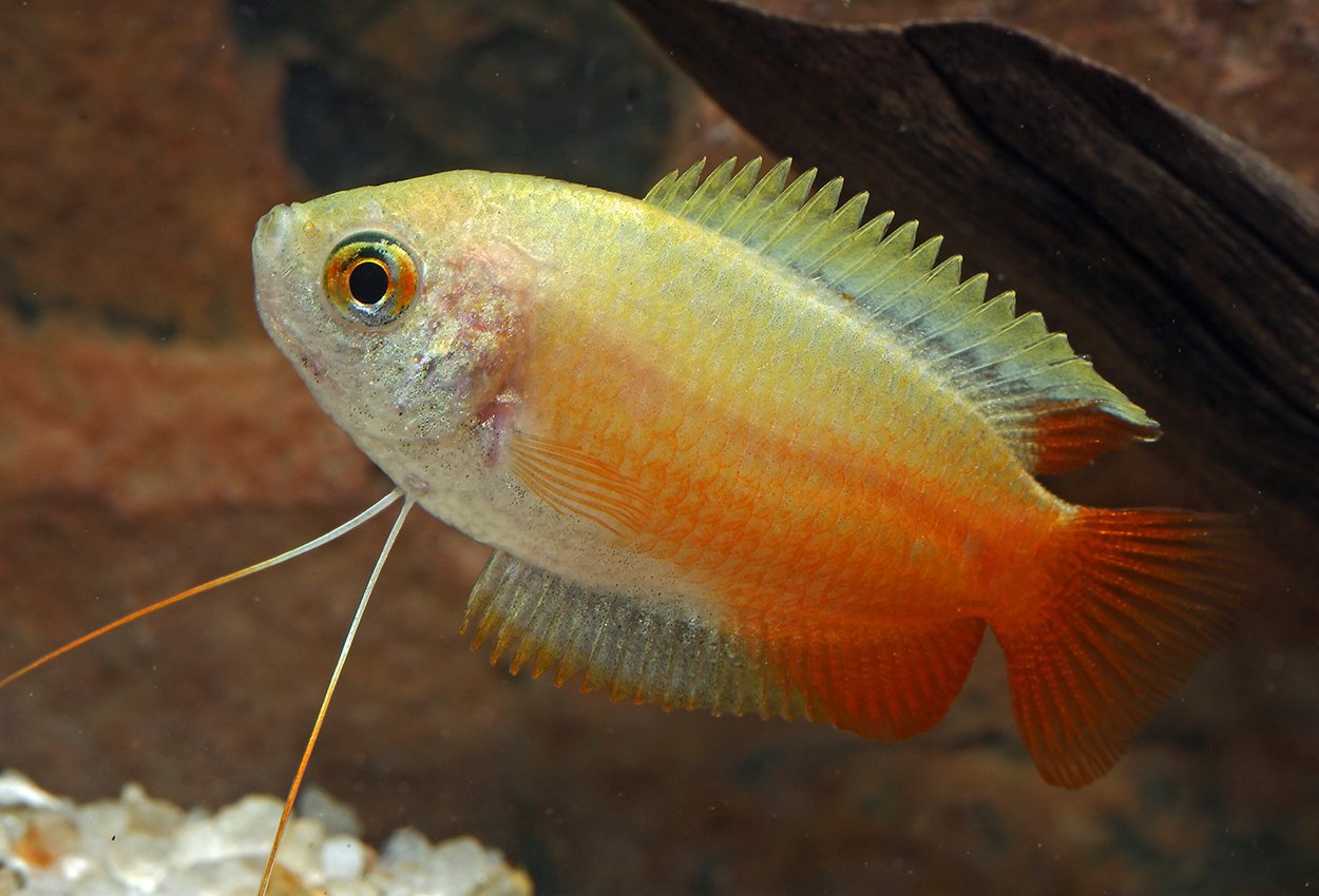 Honungsgurami guld