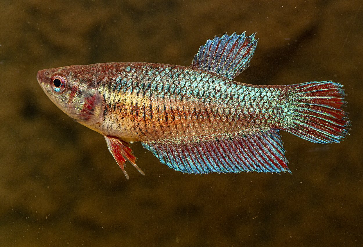 Kampfisk hona