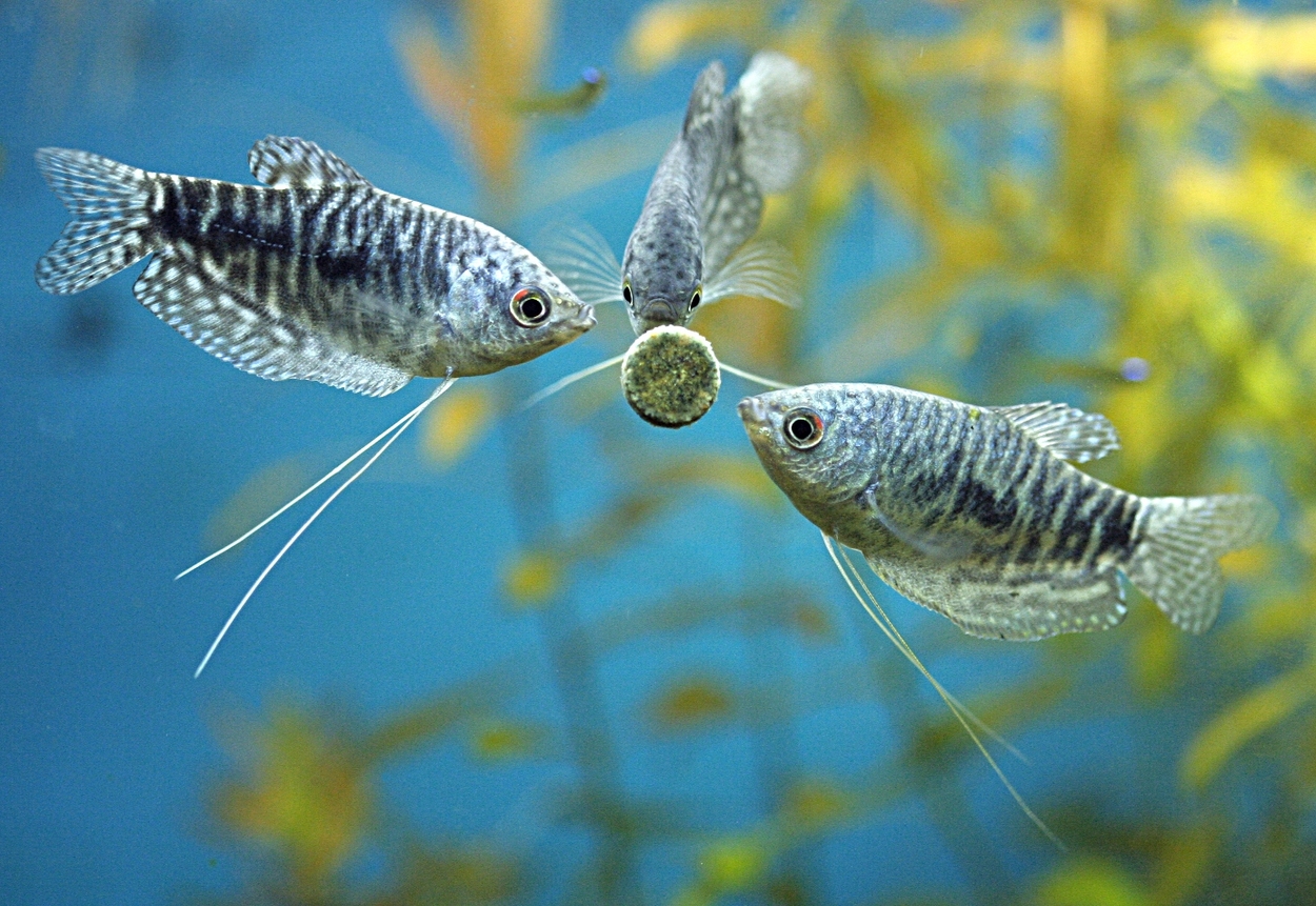 Trichopodus trichopterus