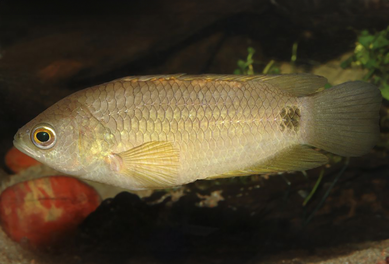 Ctenopoma kingsleyae