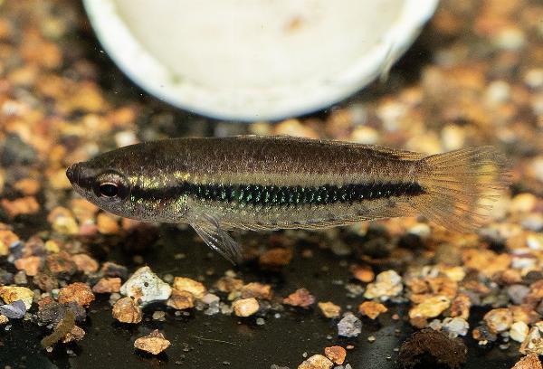 Juvel-gourami