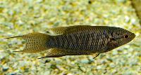 Macropodus erythropterus