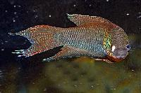 Macropodus erythropterus