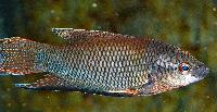 Macropodus erythropterus