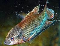 Macropodus erythropterus