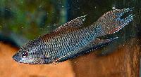 Macropodus erythropterus