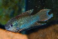 Macropodus erythropterus