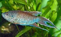 Macropodus erythropterus