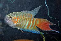Makropod, paradisfisk,