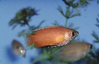 Trichogaster chuna