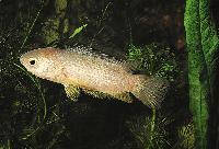 Anabas testudineus