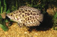 Ctenopoma acutirostre