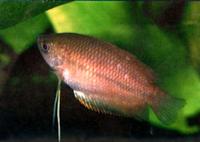 Trichogaster chuna