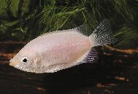 Helostoma temminckii