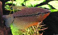 Trichopodus leerii