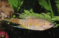 Macropodus opercularis