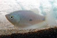 Trichopodus trichopterus