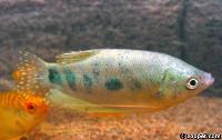 Trichopodus trichopterus