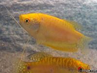 Trichopodus trichopterus