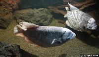 Osphronemus gorami