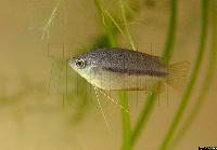 Trichogaster chuna
