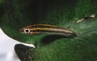 Parosphromenus deissneri