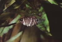 Sphaerichthys osphromenoides