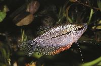 Trichopodus leerii