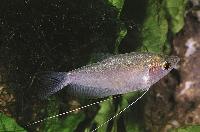 Trichopodus microlepis