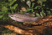 Trichopodus pectoralis