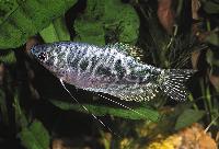 Trichopodus trichopterus