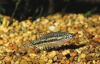 Trichopsis pumila