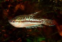 Trichopsis pumila