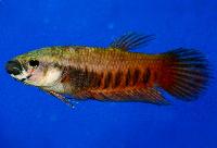 Betta patoti