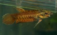 Betta patoti