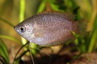 Trichogaster chuna
