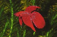 Betta splendens