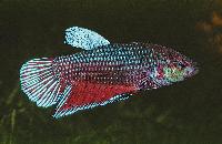 Betta splendens