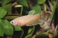Betta splendens