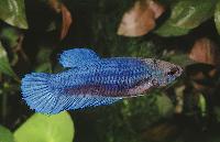 Betta splendens