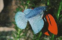 Betta splendens