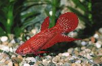 Betta splendens