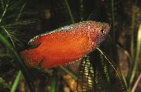 Trichogaster lalius