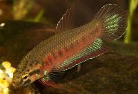 Betta rubra