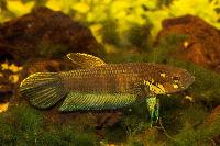 Betta pallifina