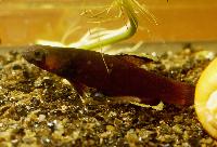Betta albimarginata